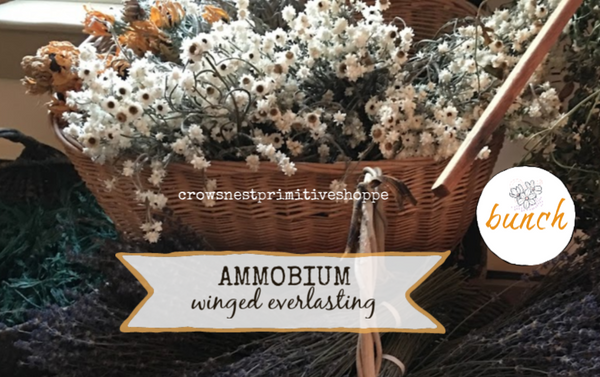 Natural Dried Ammobium Winged Everlasting Bunch