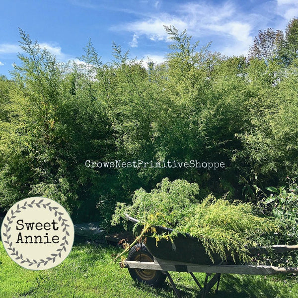 Sweet Annie Bunch-Air Dried