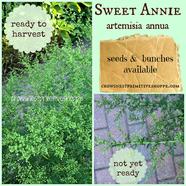 Sweet Annie Seeds