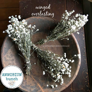 Natural Dried Ammobium Winged Everlasting Bunch