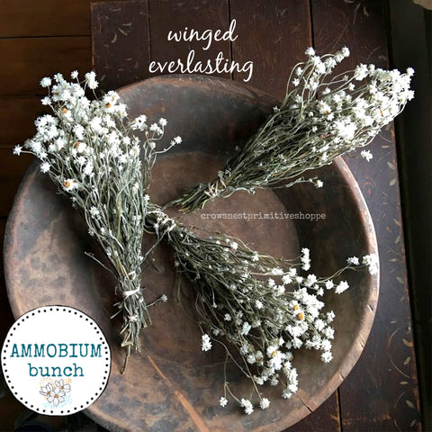 Natural Dried Ammobium Winged Everlasting Bunch