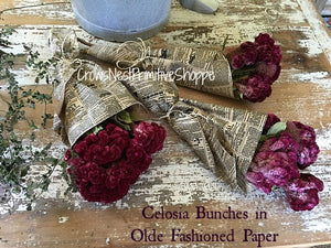 Dried Celosia Bouquet in Antique Print